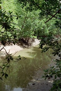 Photos Indonesie - Veronique Larue- photos de sa part/Mangrove - ${label} ${