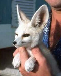 Nelson le fennec L'histoire de Nelson... - OMAN juin 1989 Par Jacques Bernaux Commentaire de Soulard Xavier ex Observeur Oman - 19-06-2012 11:22:04 -> Je me suis bien occupé de...