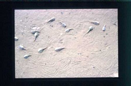 TRIOPS en OMAN 1989 en Oman, nous cherchions des restes de fossiles datant de plusieurs dizaines de millions d'année et nous en avons trouvé encore vivants... Histoire...
