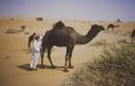 Lait de chamelle : du producteur au consommateur Rub Al Khali (Arabie Saoudite) 1985 (complément de l’article « IMMENSITE du DESERT», dernier paragraphe) Jacques BERNAUX